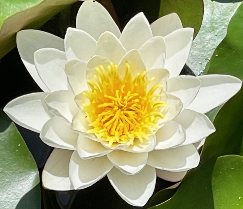Lotus blanc