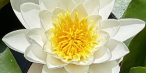 Lotus blanc