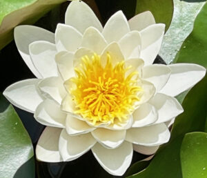 Lotus blanc